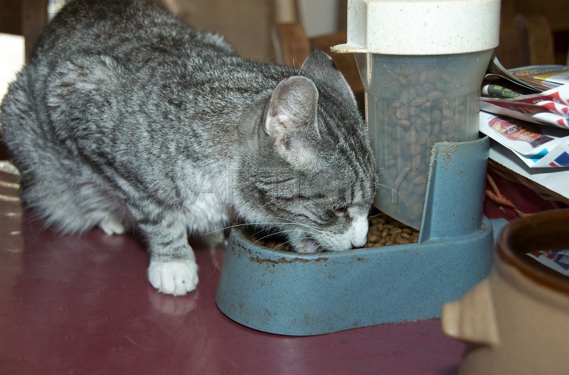 MANGE 001.jpg